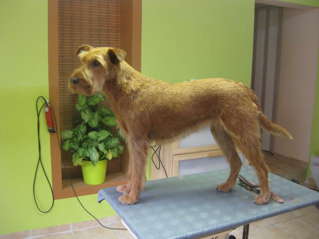Irisch Terrier